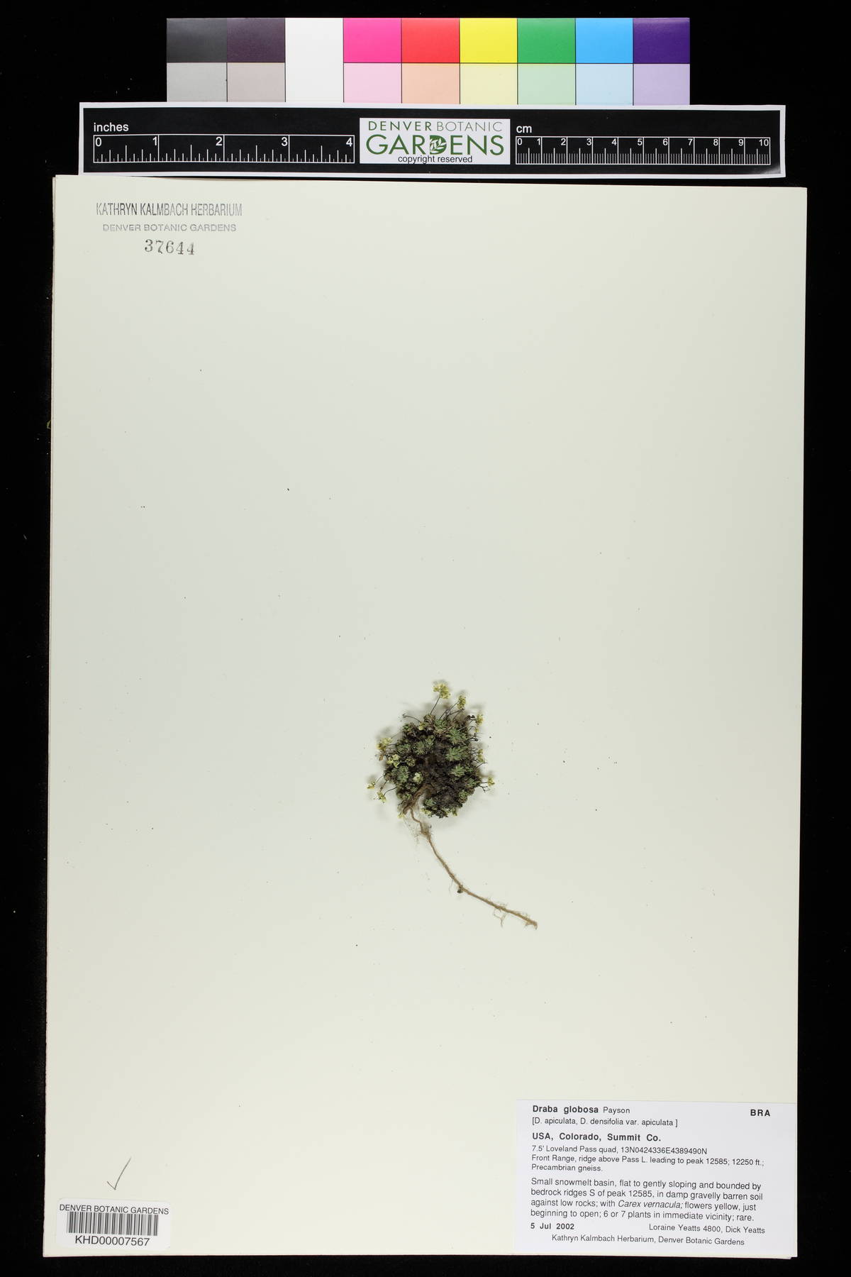 Draba globosa image