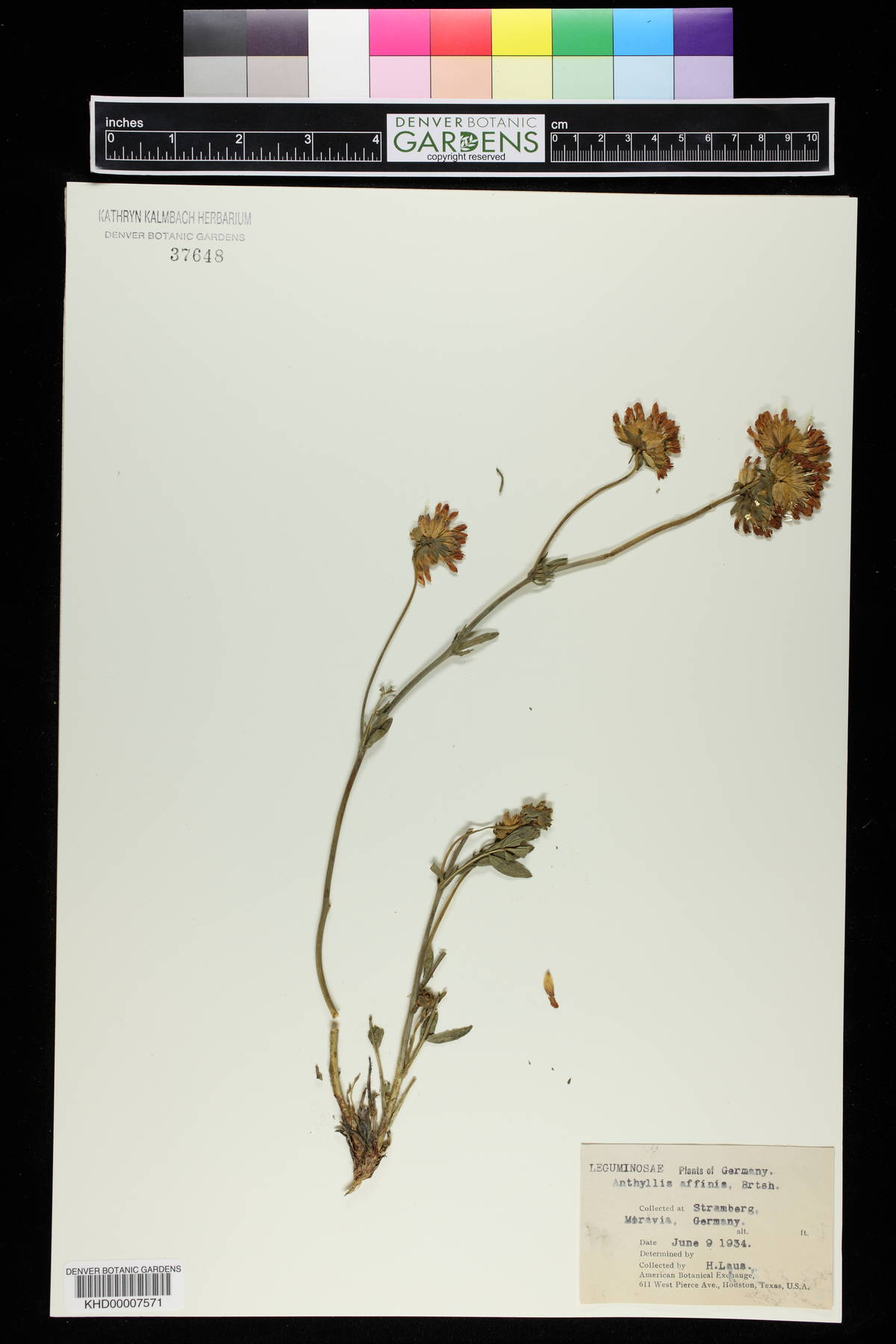 Anthyllis affinis image