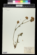 Anthyllis affinis image