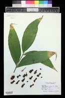 Zamia skinneri image