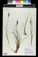 Carex kelloggii image