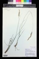 Calamagrostis stricta image