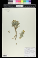 Astragalus lutosus image