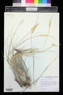 Calamagrostis scopulorum image