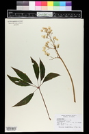 Begonia thiemei image