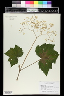 Begonia reniformis image