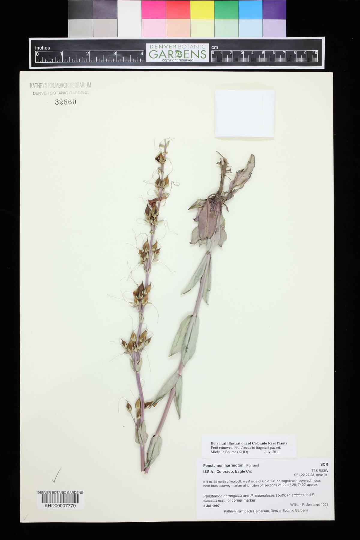 Penstemon harringtonii image