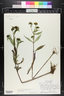 Bidens tripartita image