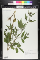 Bidens frondosa image