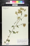 Brickellia grandiflora image