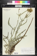 Cirsium canescens image