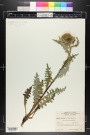Cirsium clavatum var. osterhoutii image