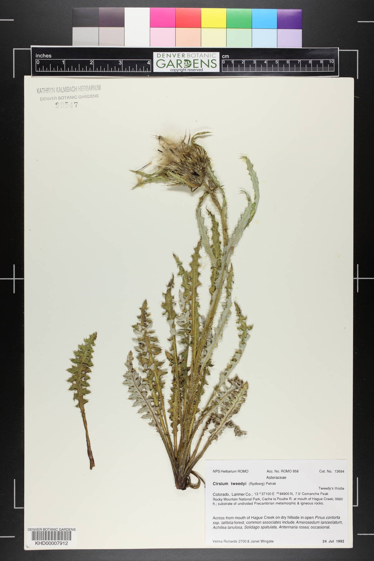 Cirsium griseum var. griseum image