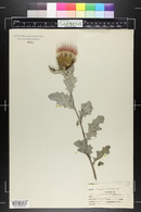 Cirsium undulatum image