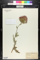 Cirsium undulatum image