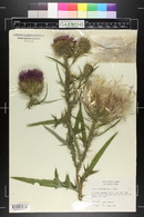 Cirsium vulgare image