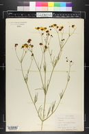 Coreopsis tinctoria image