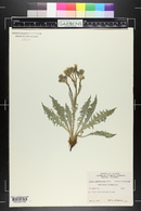 Crepis occidentalis image