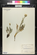 Crepis occidentalis image