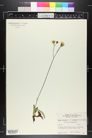 Crepis runcinata image