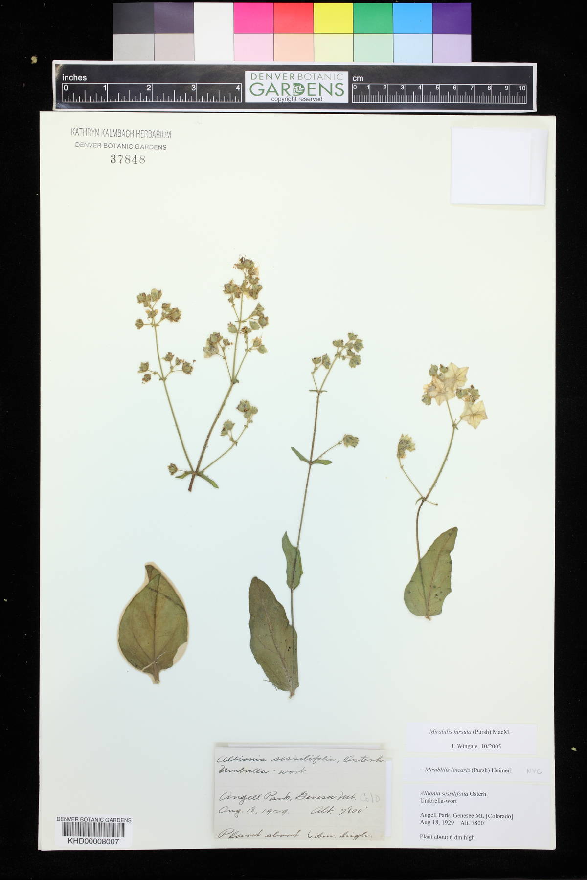 Mirabilis hirsuta image
