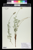 Dalea flavescens image