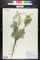 Artemisia campestris image