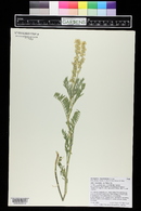 Astragalus bisulcatus image