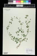 Medicago lupulina image