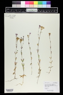 Silene armeria image