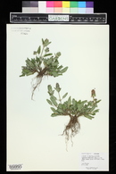 Prunella vulgaris image