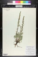 Artemisia campestris image