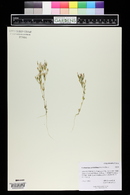 Centaurium pulchellum image