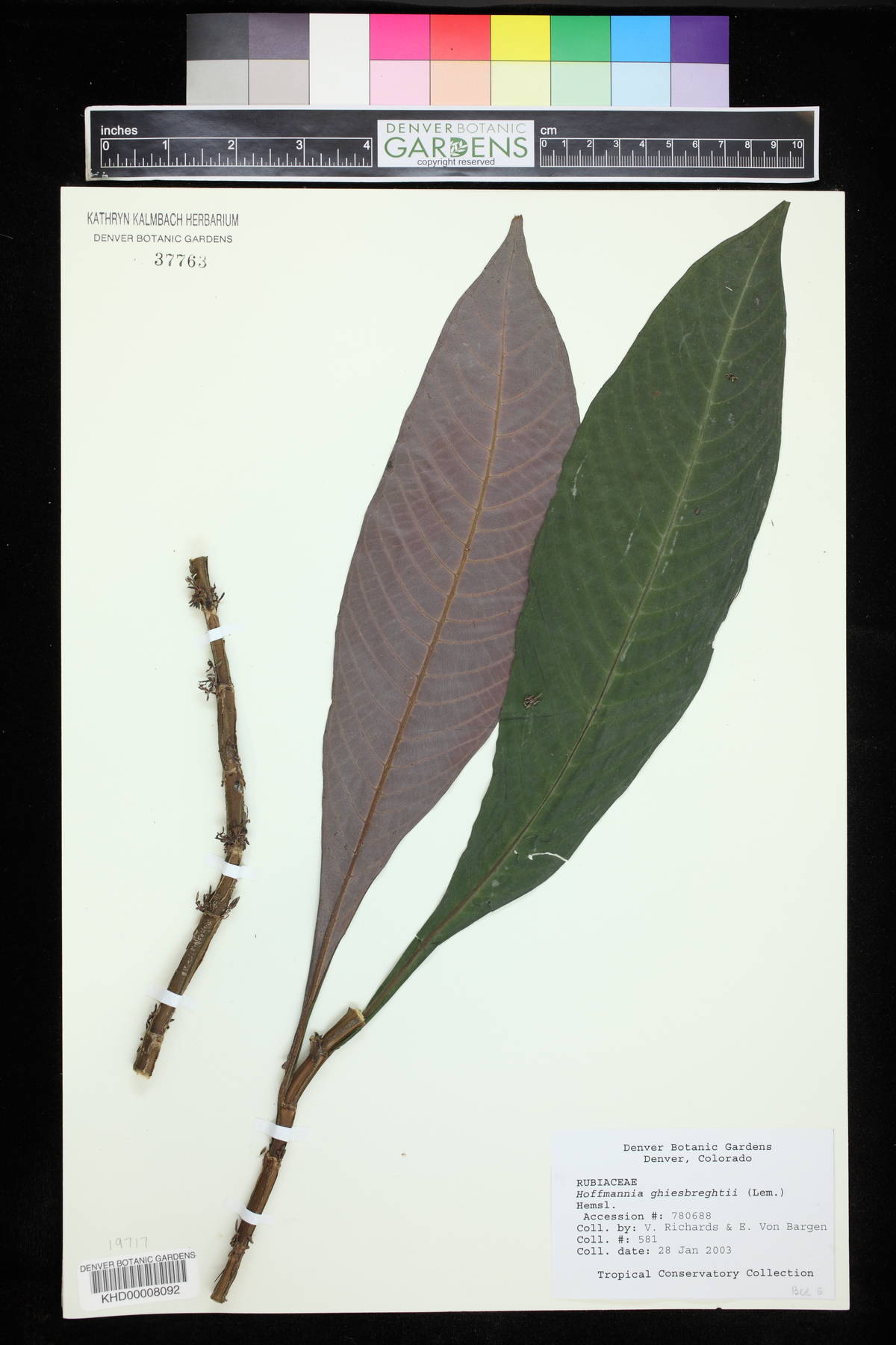 Hoffmannia ghiesbreghtii image