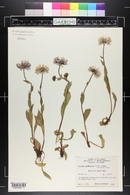 Erigeron peregrinus image