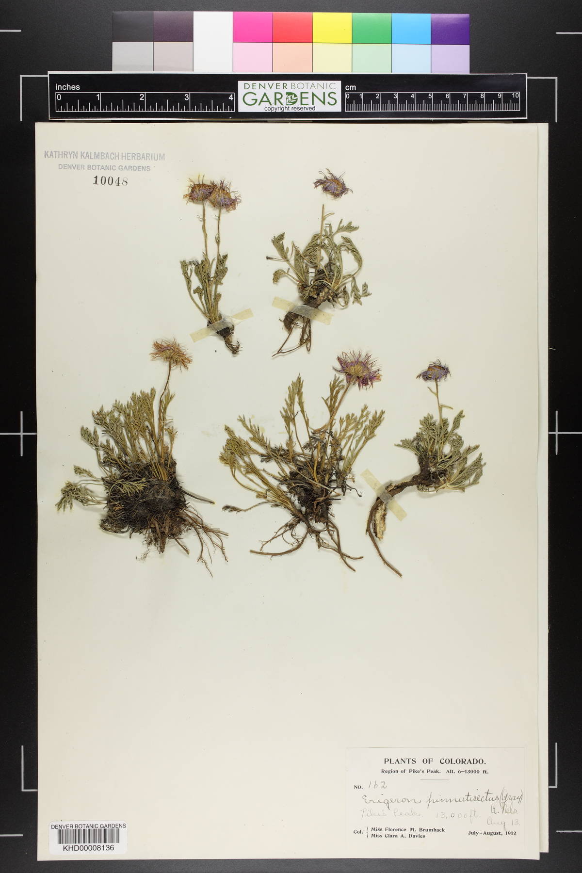 Erigeron pinnatisectus image