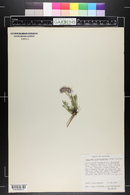 Erigeron pinnatisectus image