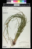 Carex tuckermanii image