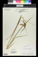 Carex paleacea image