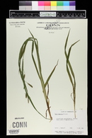 Carex scabrata image