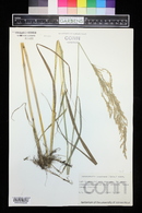 Calamagrostis canadensis image