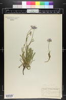 Erigeron vetensis image