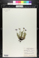 Erigeron vetensis image