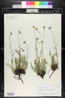 Erigeron vetensis image