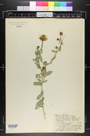 Grindelia squarrosa image