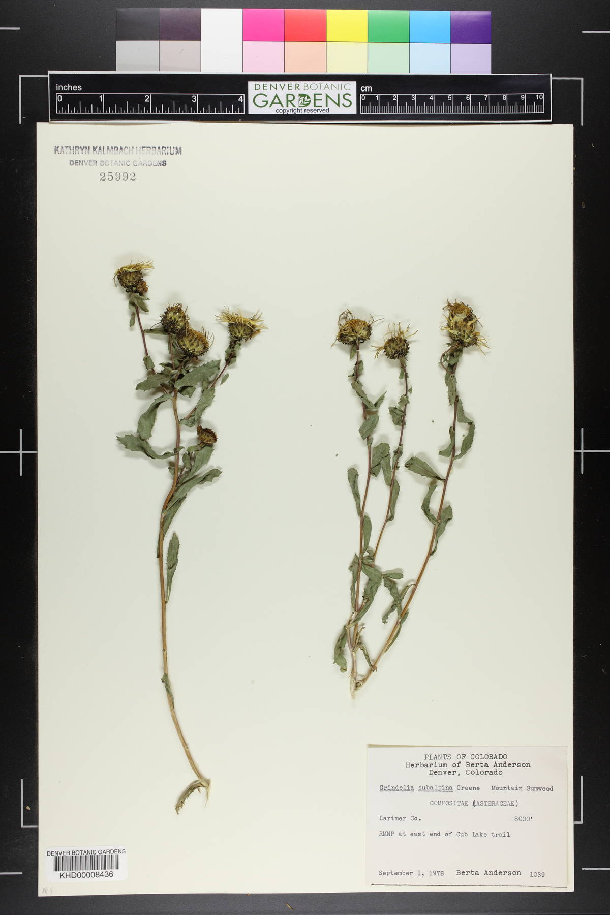 Grindelia subalpina image