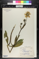 Helianthella quinquenervis image