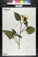 Helianthus annuus image