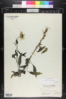 Helianthus petiolaris image