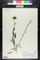 Helianthus petiolaris image